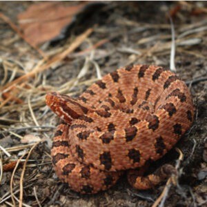 eastern coral snake