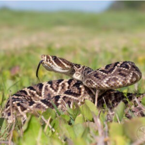 eastern diamondback rattlesnake