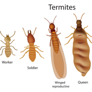 image showing caste system of termites