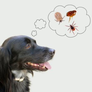 dog thinking of flea and ticks