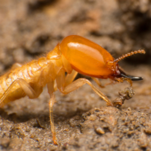termite up close