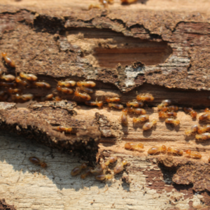 termites in wood