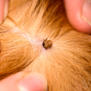 tick in dog fur